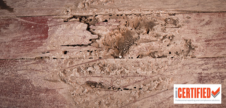 termite damage to a timber floor in a brisbane property